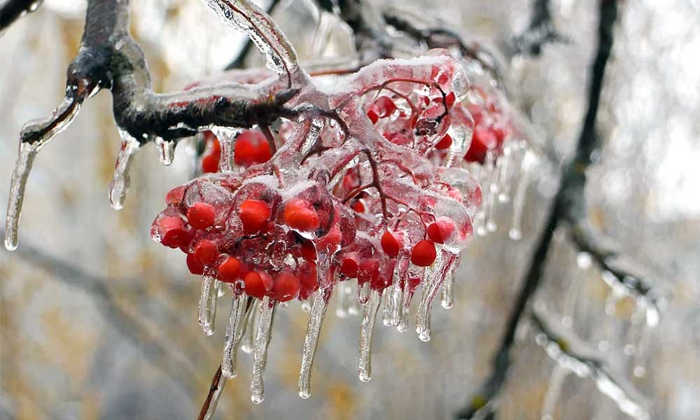 Ветки дерева после переохлажденного дождя