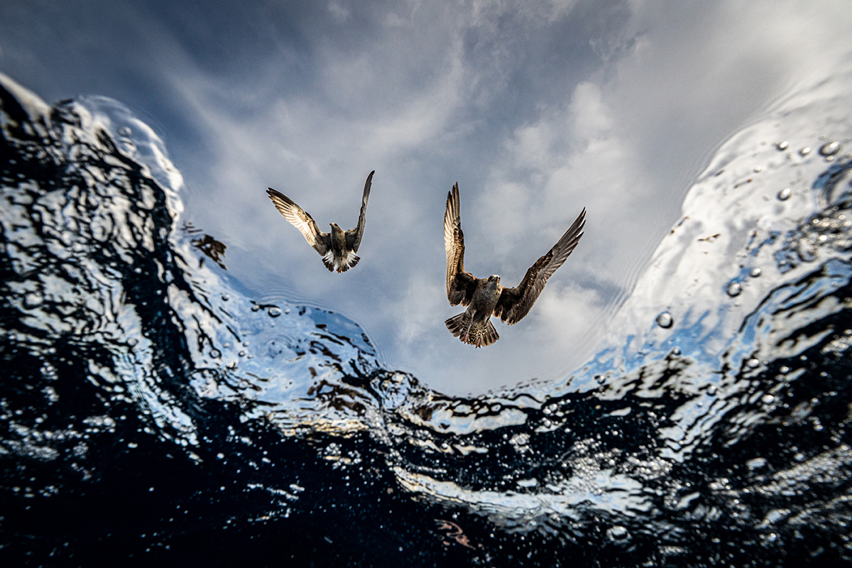 Underwater-Seascapes-3rd-Place-Eduardo-Carrasco