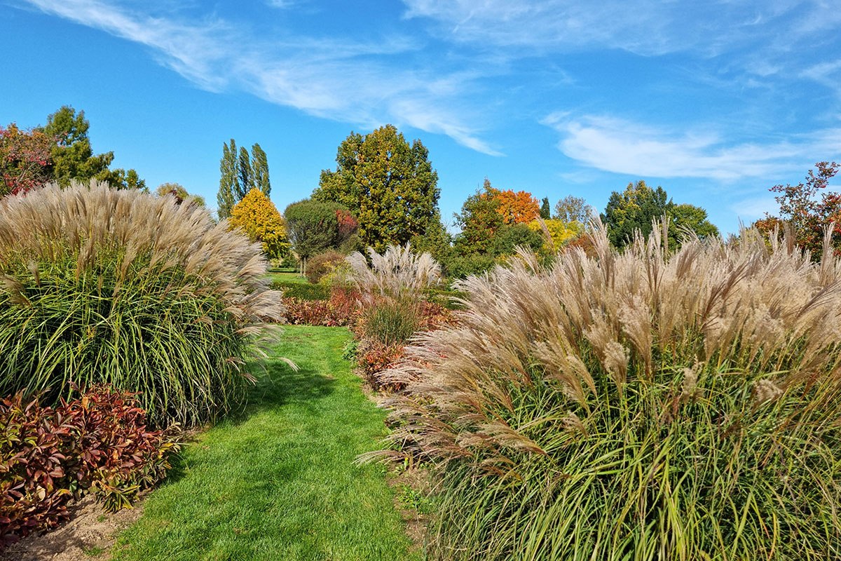 травы травы.jpg