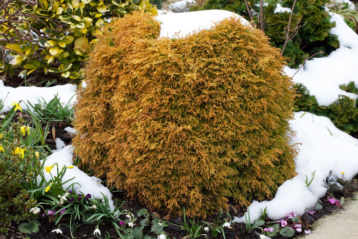 хвойный кустарник