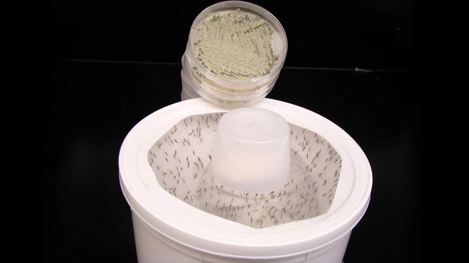 Комары в контейнере. Фото Марка Шервуда и Рэймонда Сент-Леджер