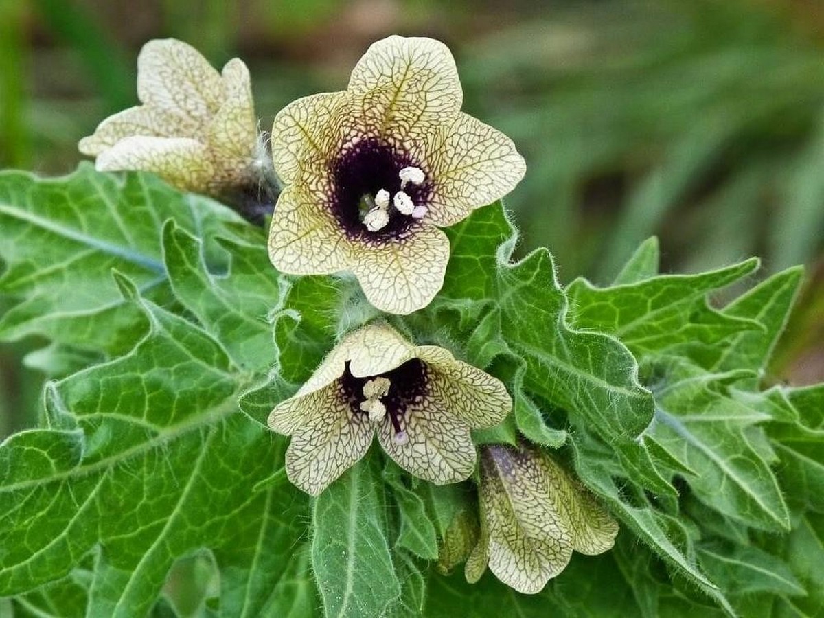 10-Белена черная.jpg