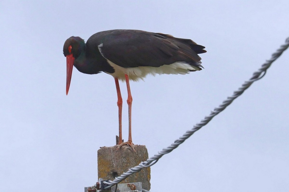 1-Черный аист-одиночка из Секеричей (Клецкий район).jpg