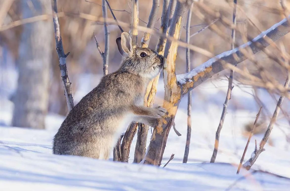 зайцы зайцы.jpg