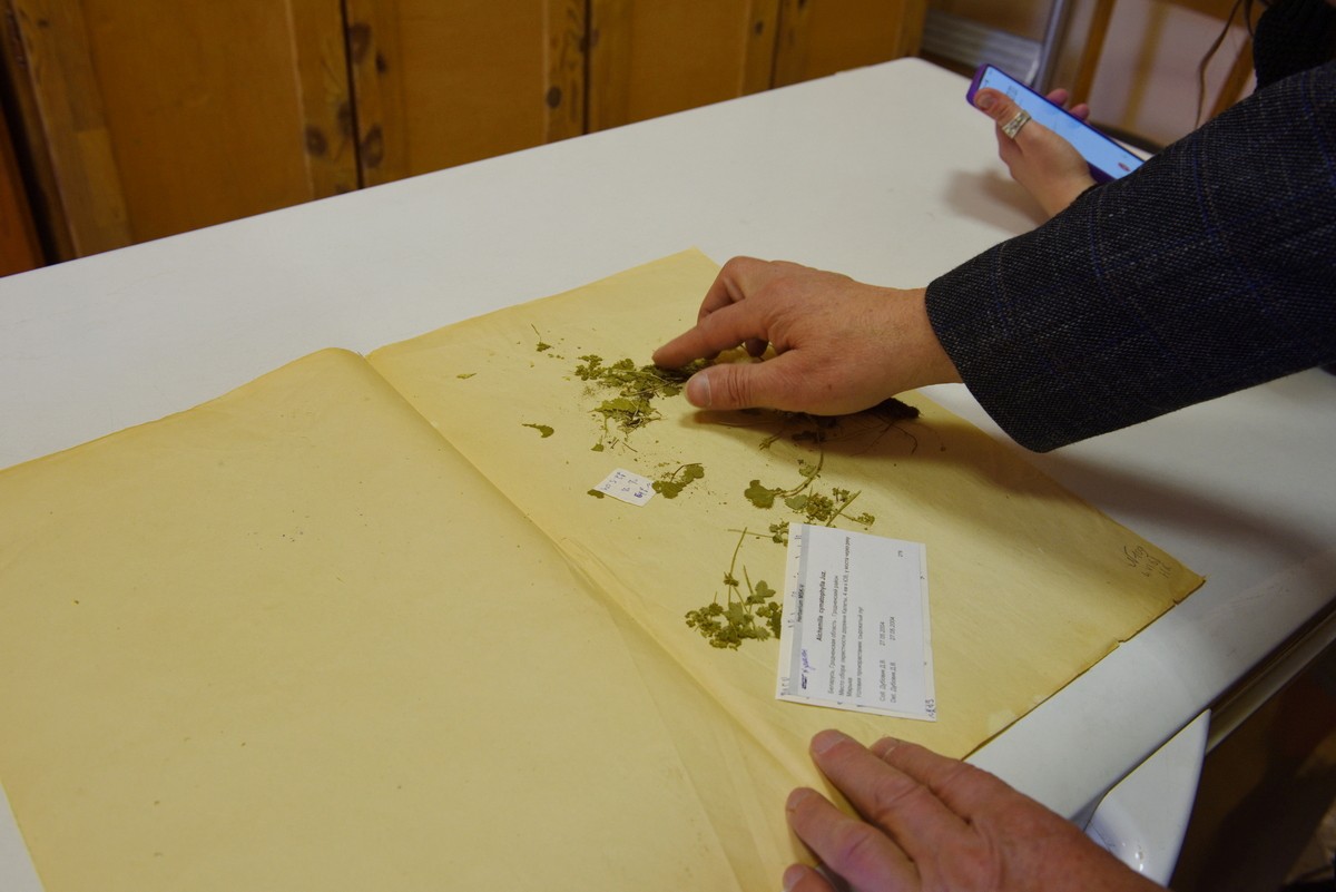 Засушенные листья поврежденные насекомыми.jpg