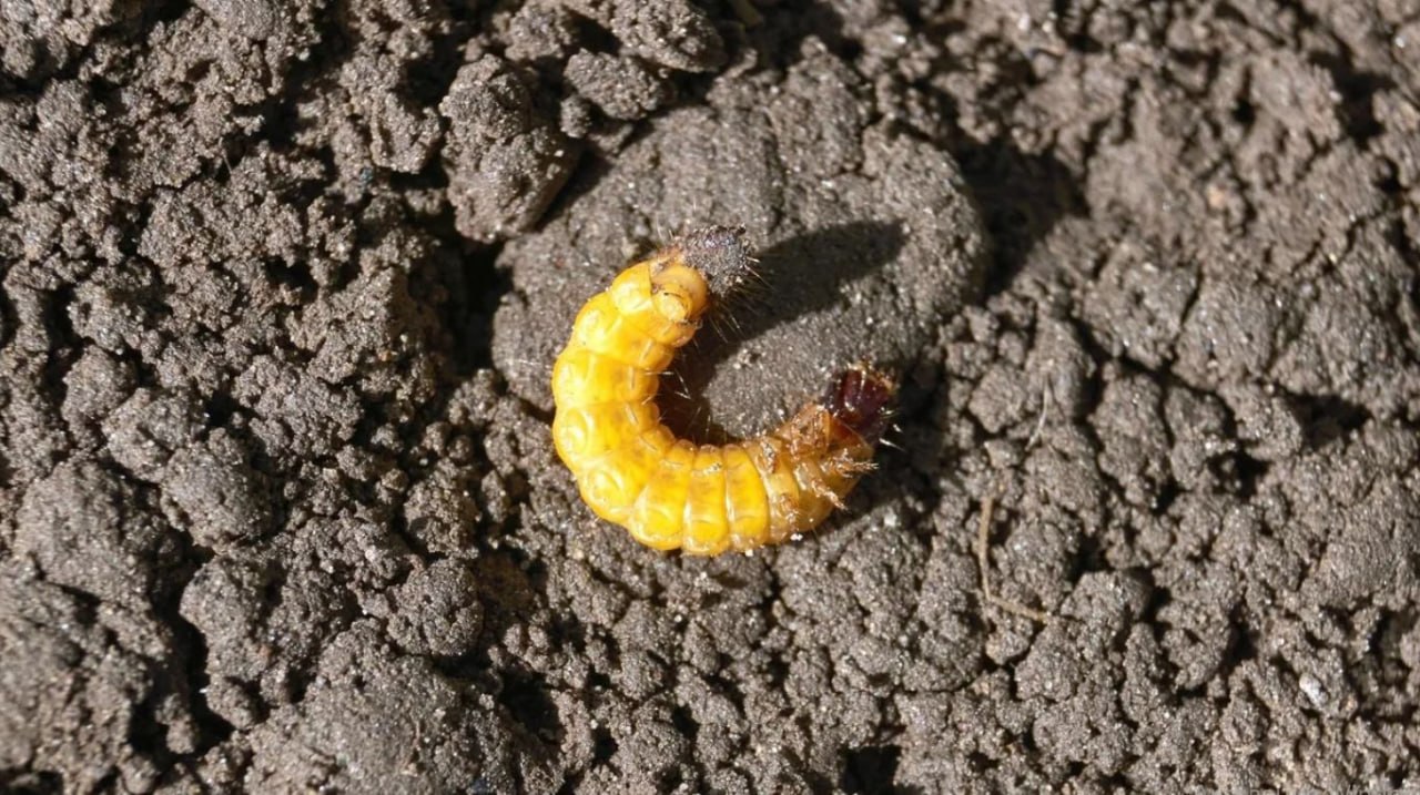 photo_2026-04-26_11-27-42 (3).jpg