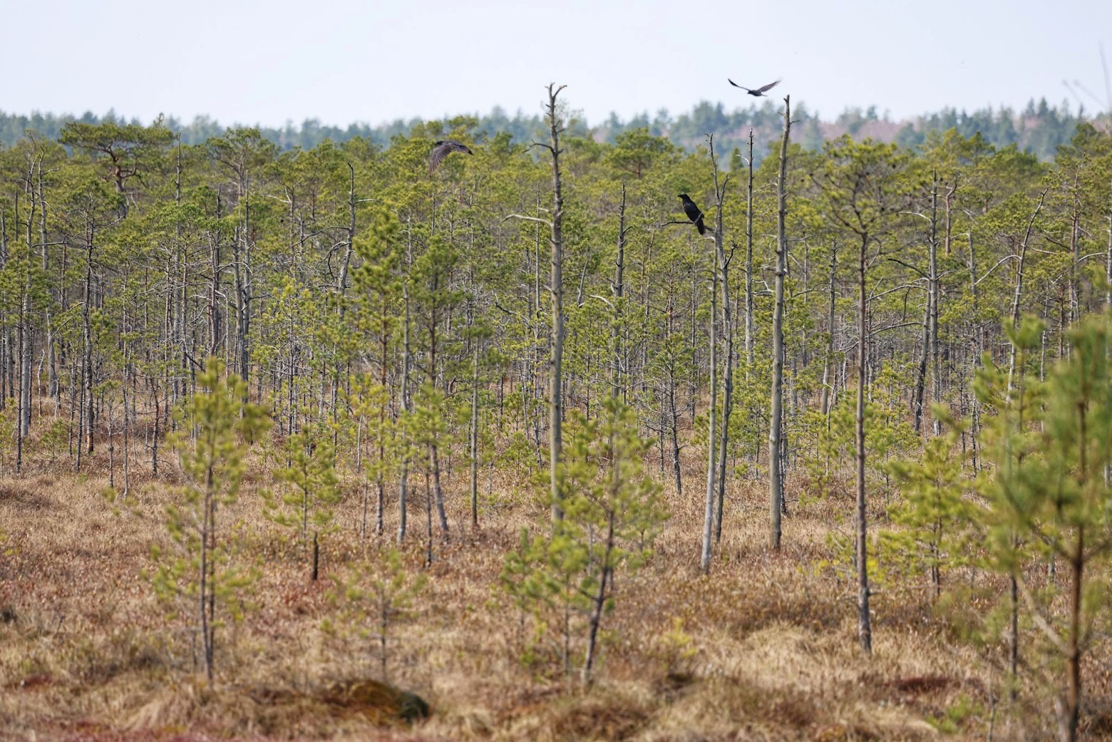 20-В Березинском заповеднике.jpg