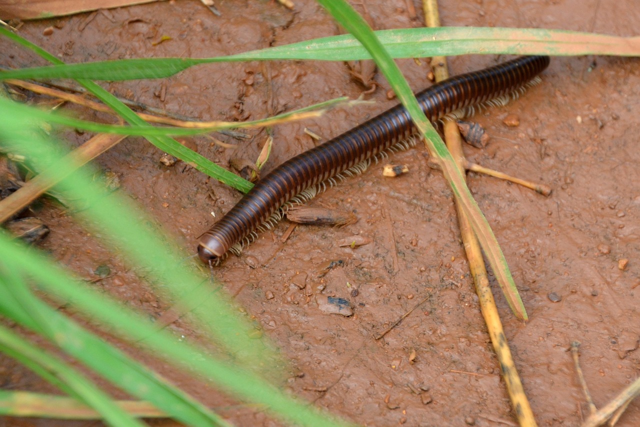 Многоножка