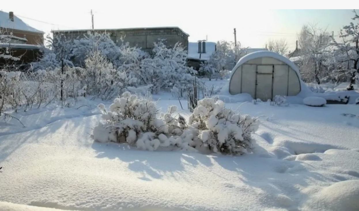 зима, сад.jpg