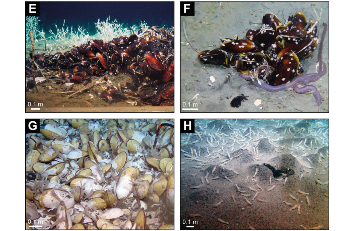 биоразнообразие океана