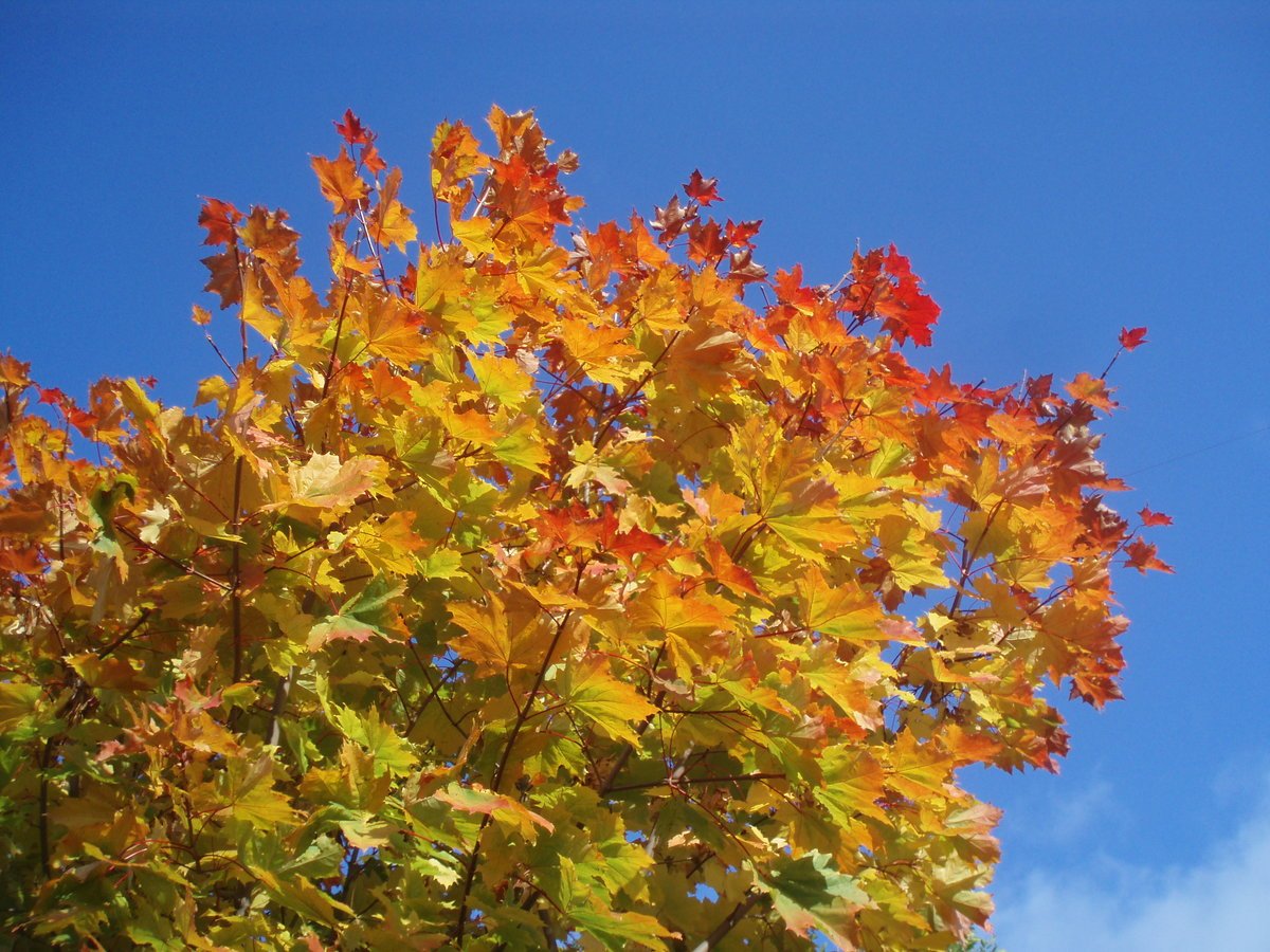 октябрь клены