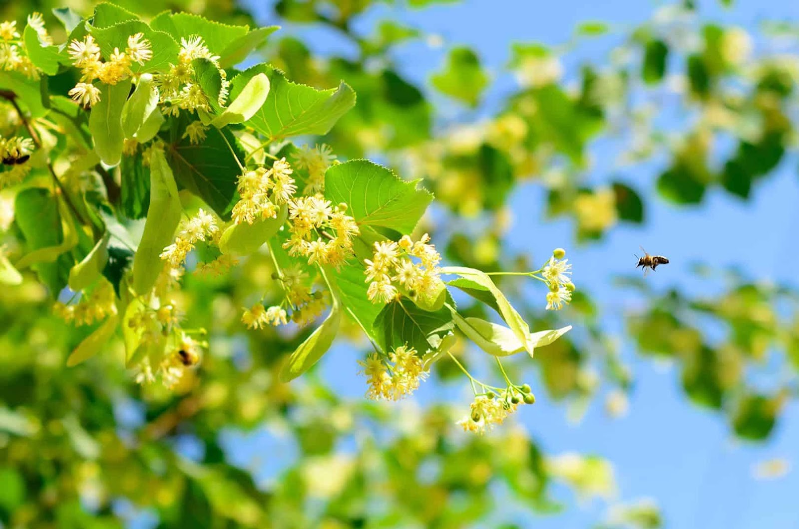 Цветки липы.jpg