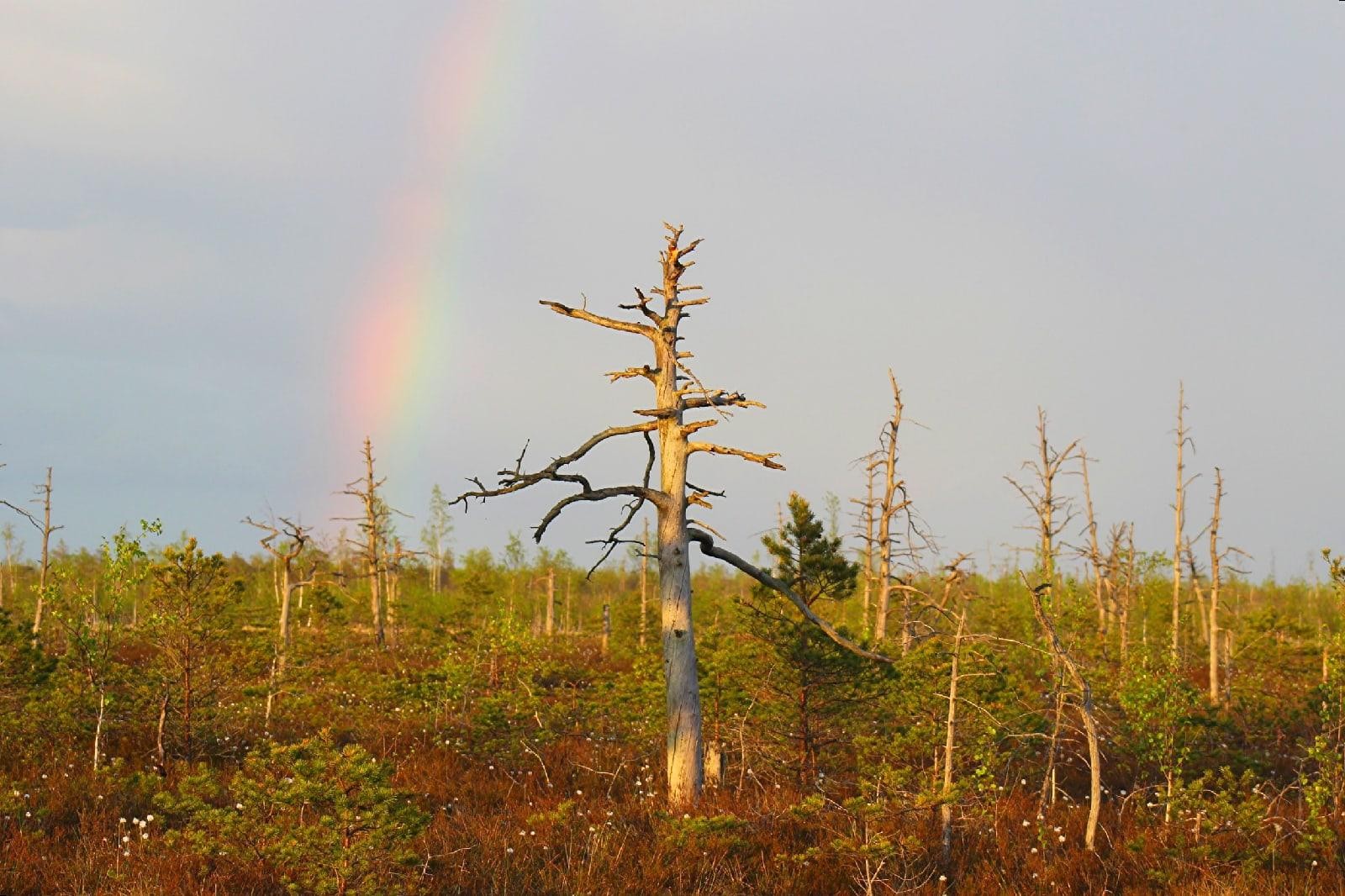 11-После грозы на болоте.jpg