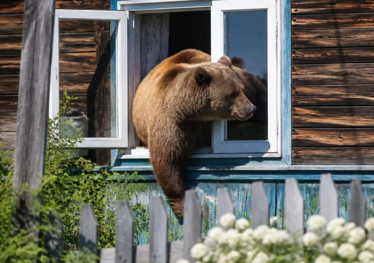 медведь в доме