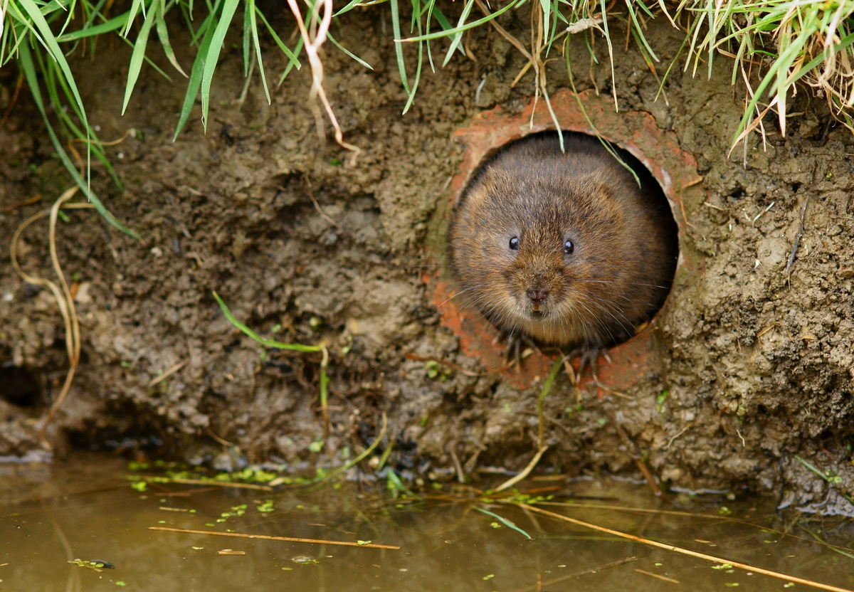 Водяная полевка 6.png