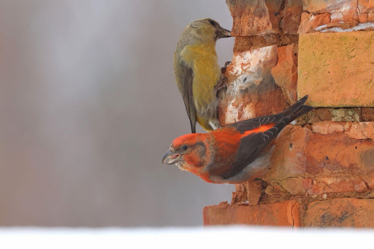 6-Самец еловика имеет более яркую окраску чем самка.jpg