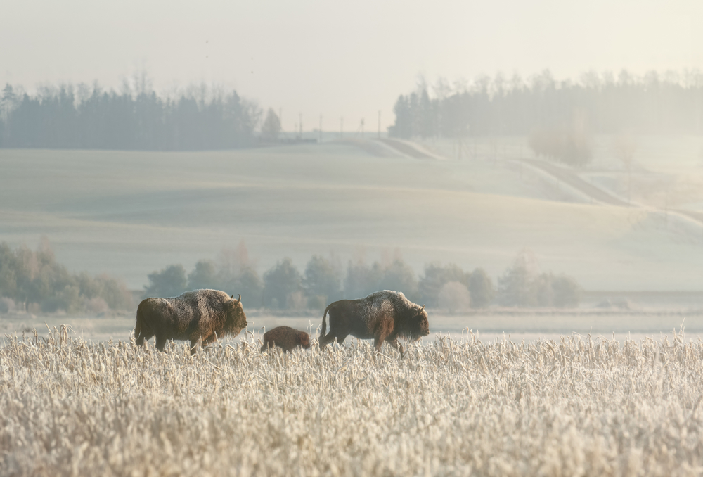 ничего_не_страшно_когда_рядом_мама