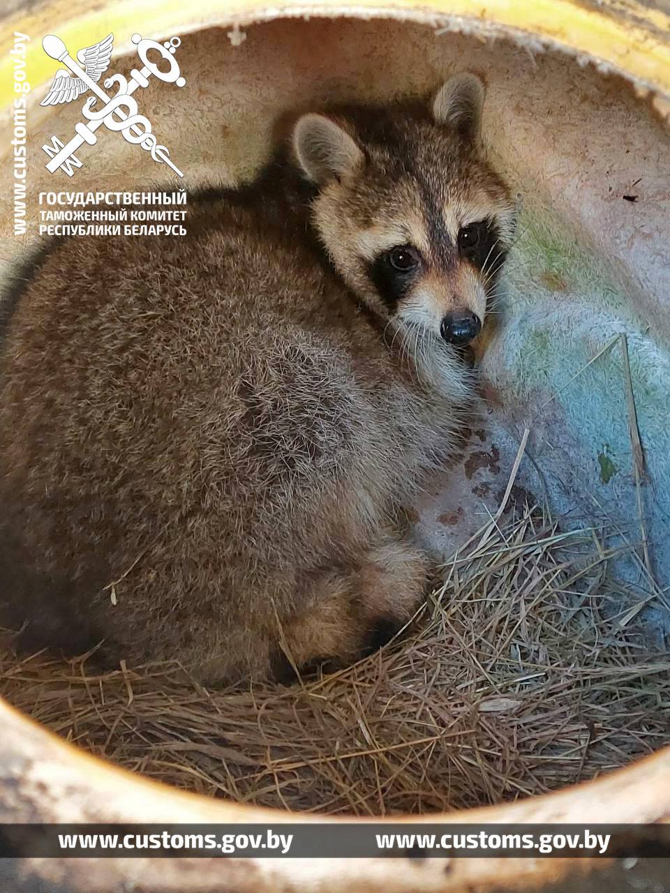 енот Сеня.jpg