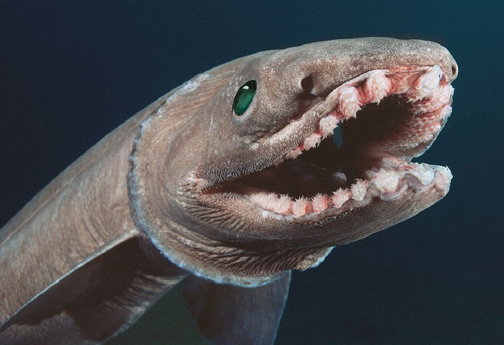 Плащеносная акула