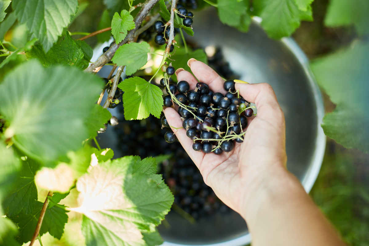 смородина смородина1.jpg