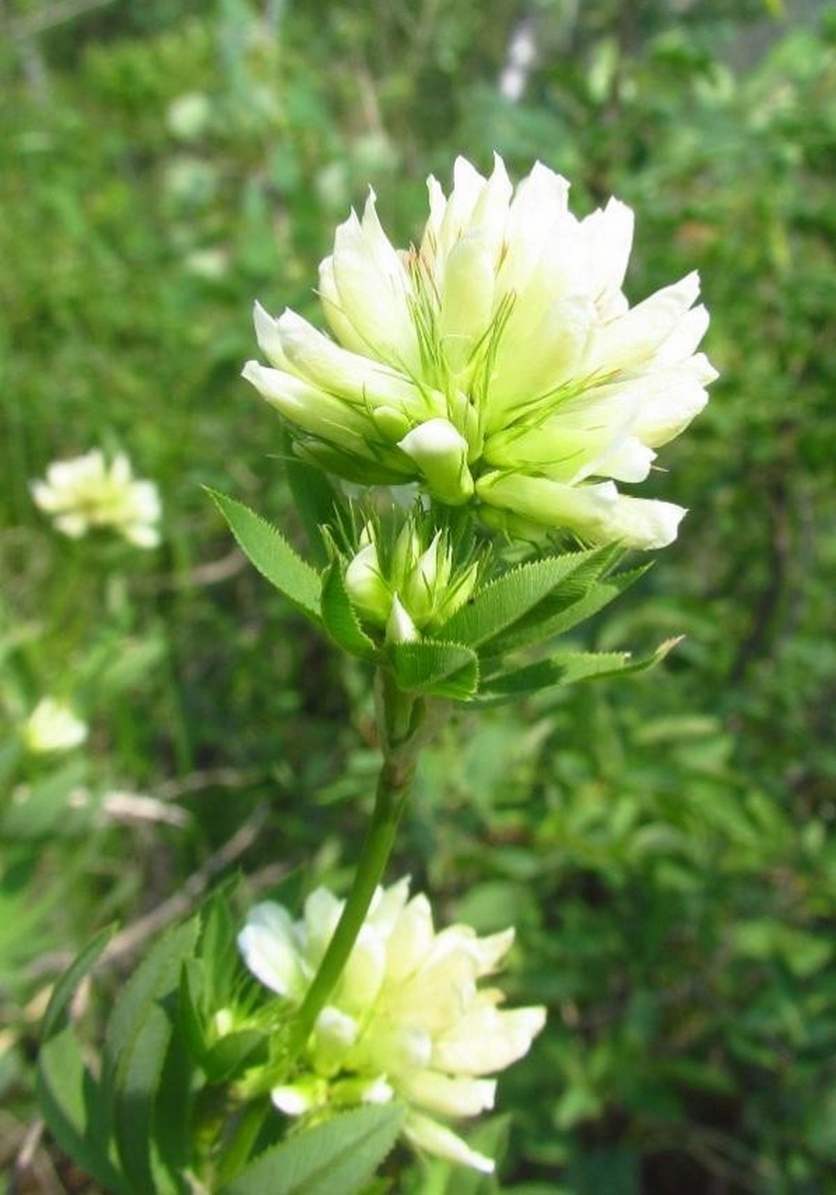 3-Клевер Спрыгина.jpg