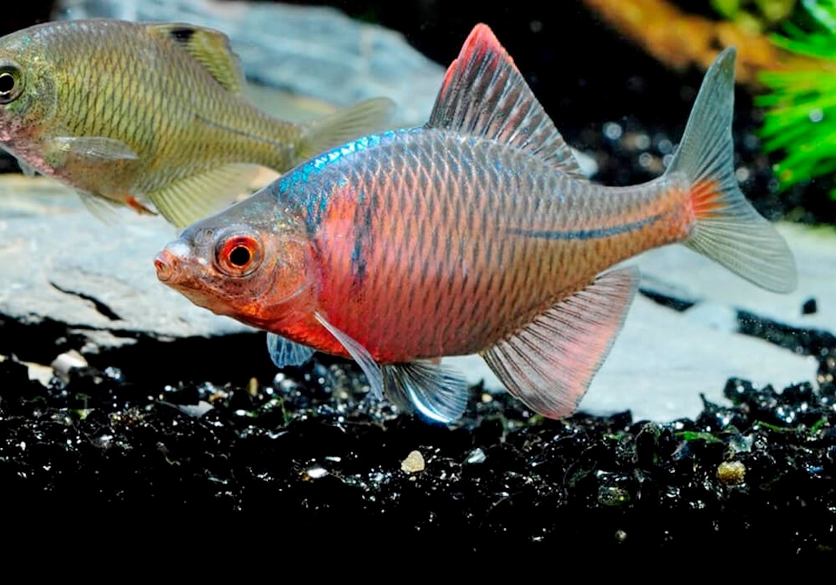 13-Спереди самец горчака сзади самка.jpg