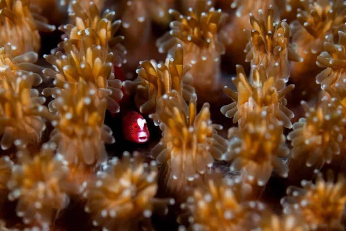 Победитель в номинации «Макросъемка»