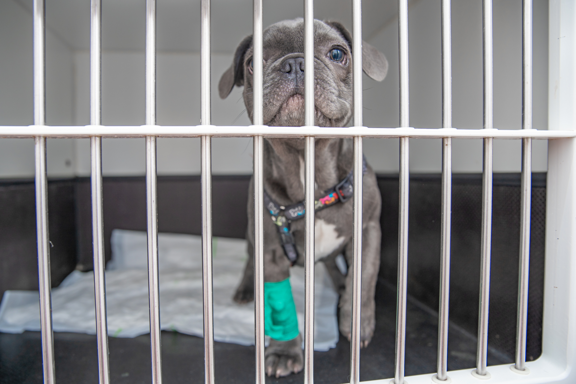 Стационар собака