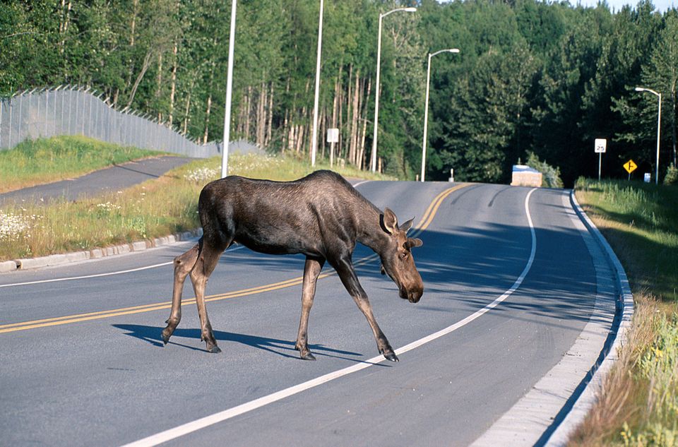 Moose_crossing_a_road.jpg