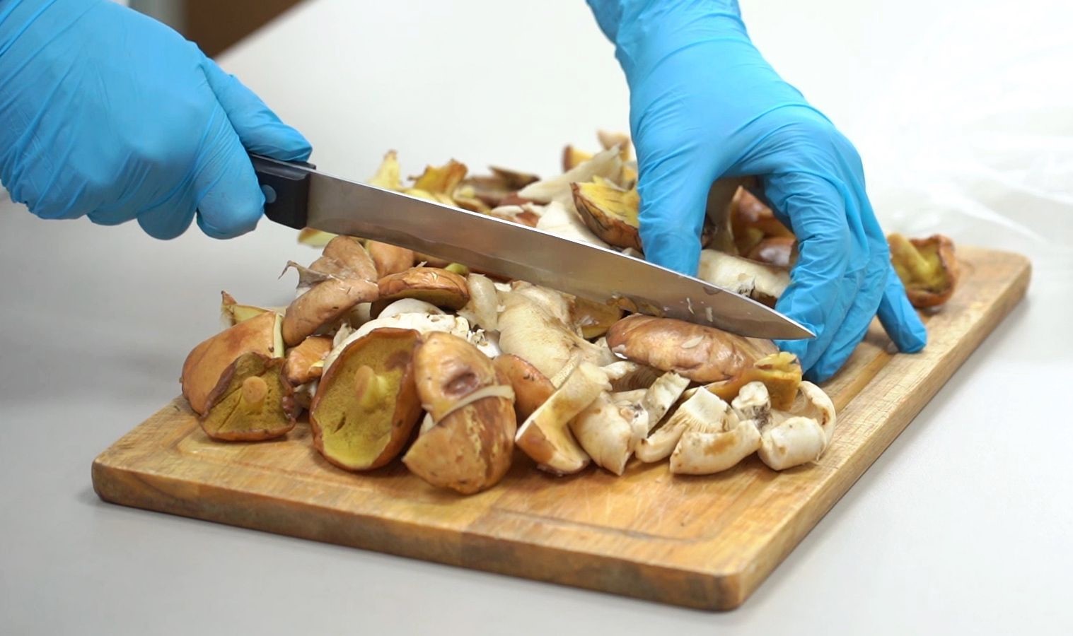 Грибы в лаборатории