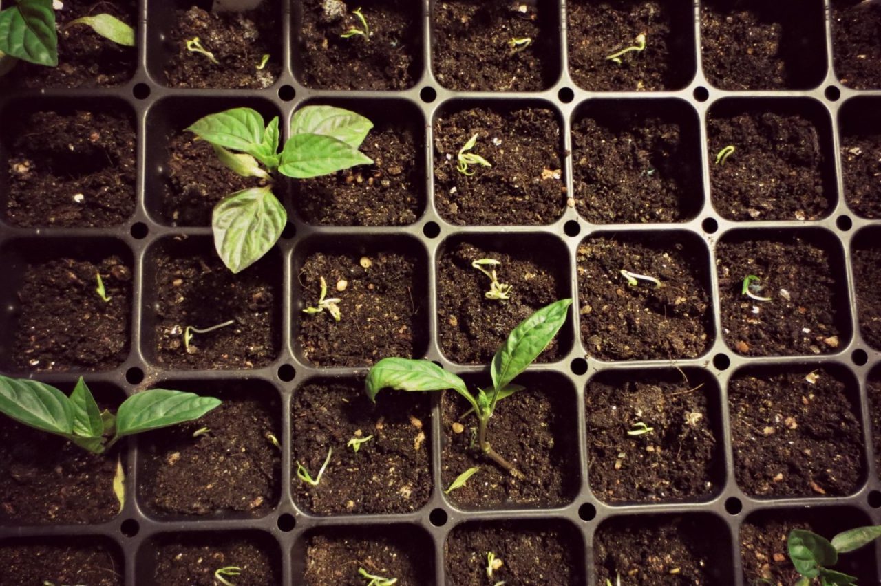 Перец, рассада