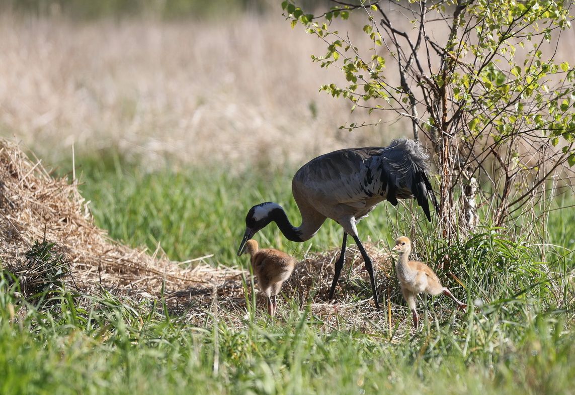 Журавли1 Козловский.jpg