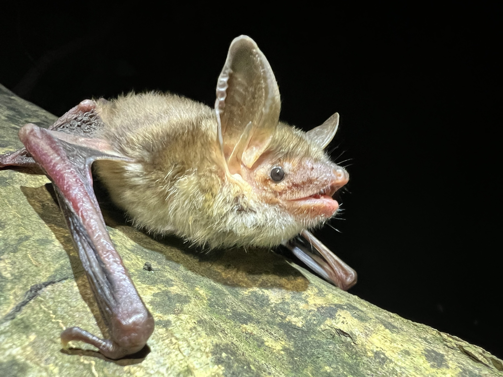 Большая ночница