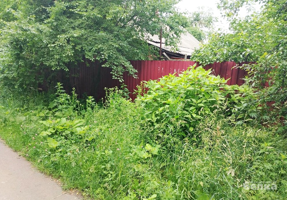 некошеная трава некошеная трава 1.jpg