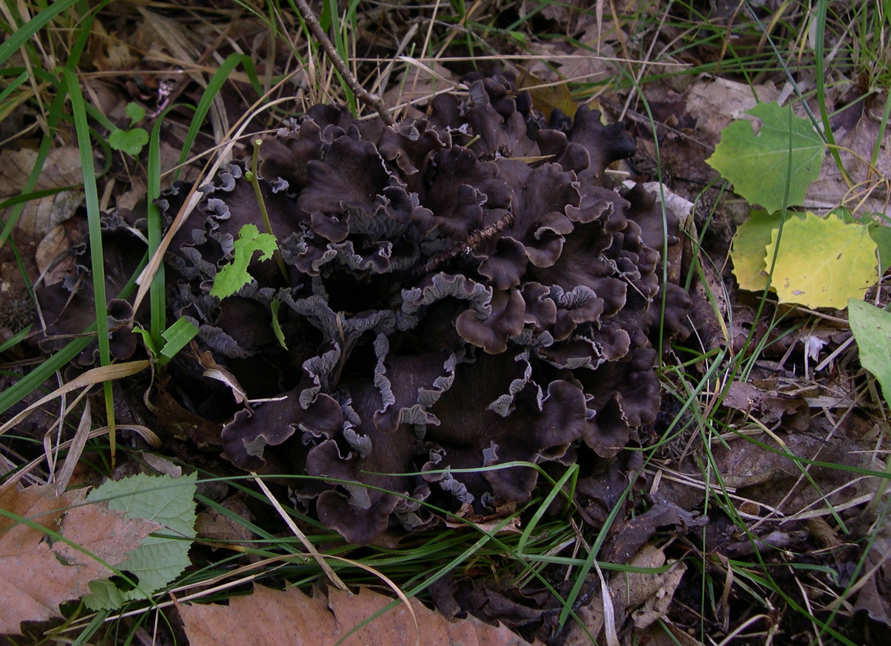 CantharellusCinereus 1.jpg