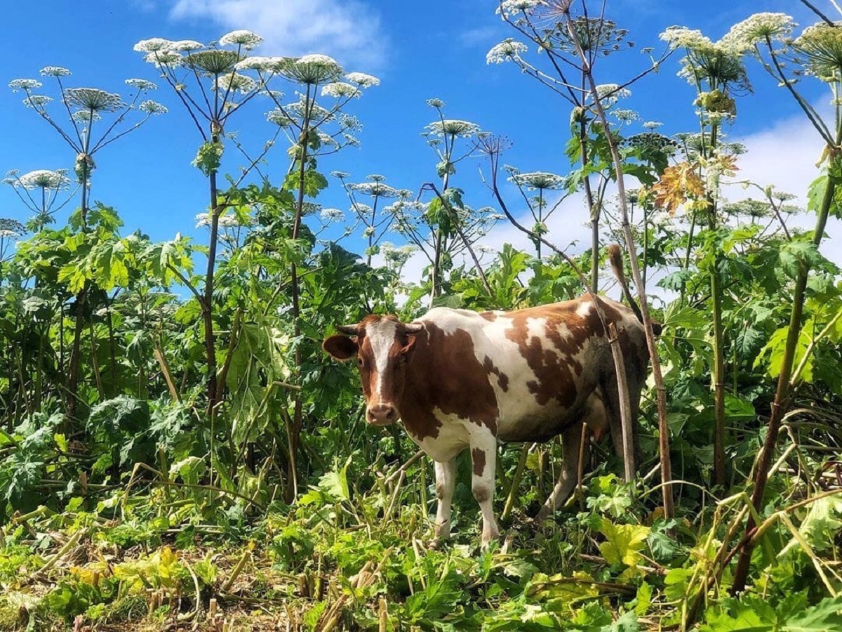 Борщевик и корова.jpg