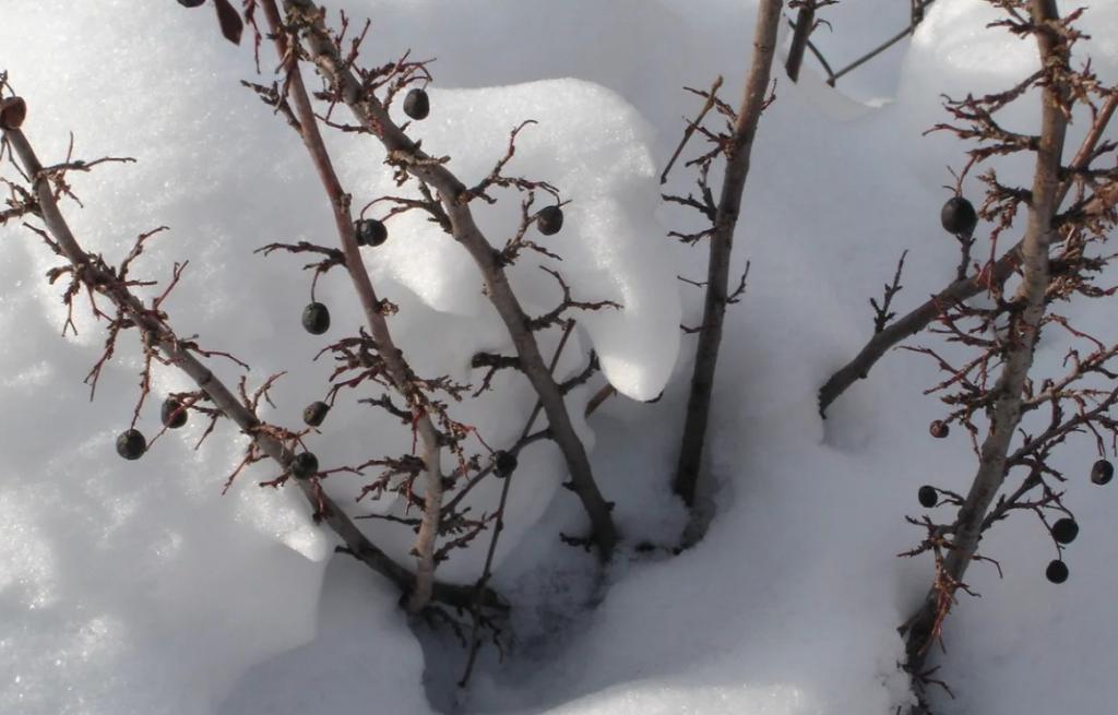 растения под снегом.jpg