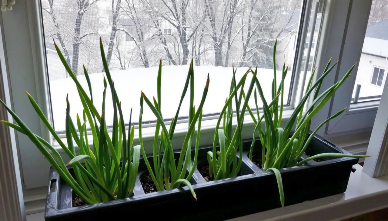 Зелень на подоконнике