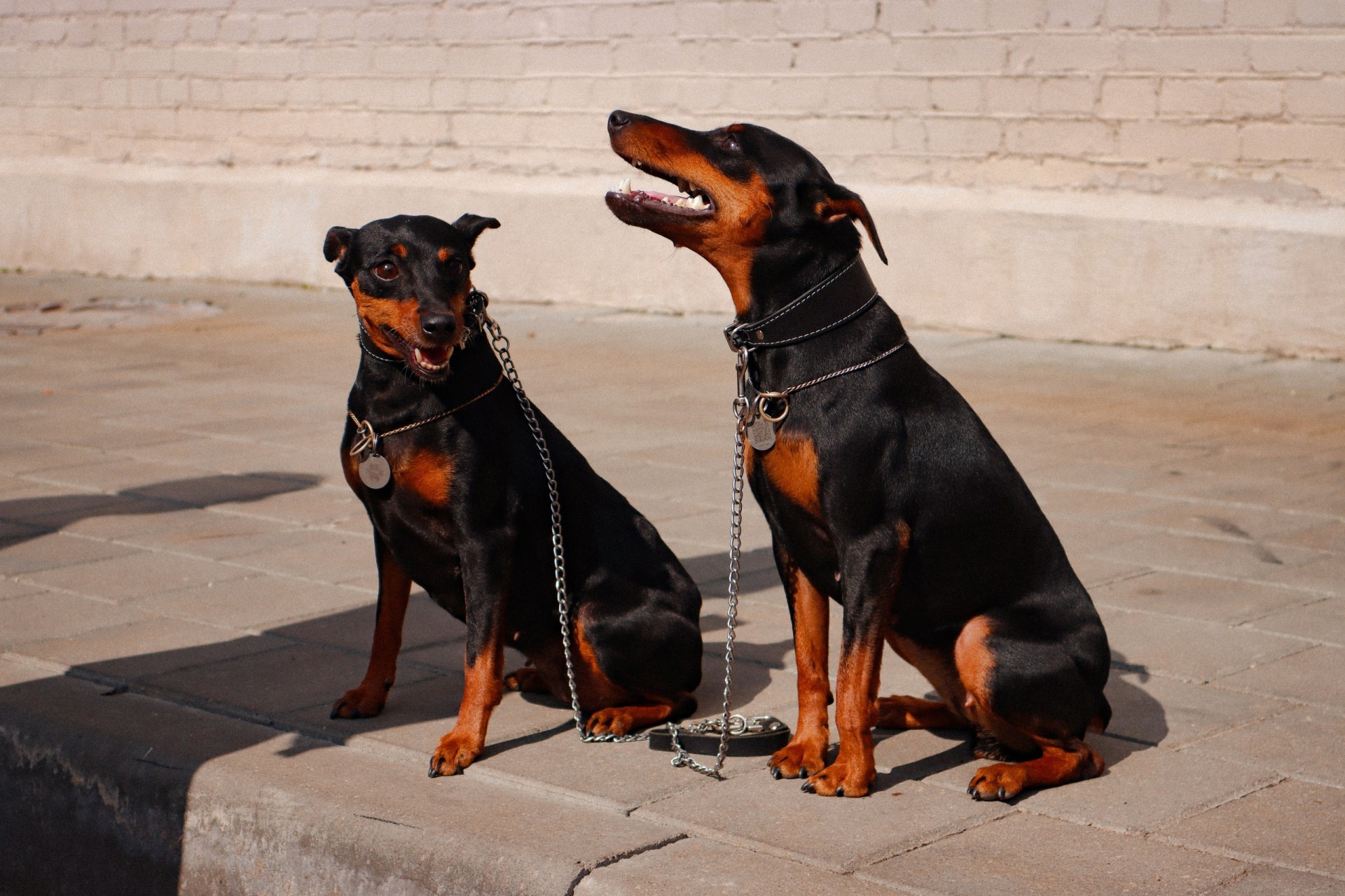 Зоофест 3.jpg