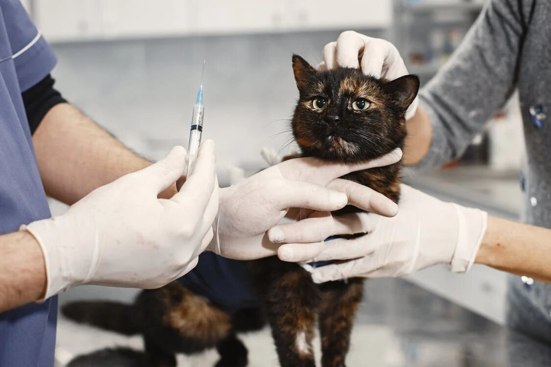 Вакцинация кот.jpg