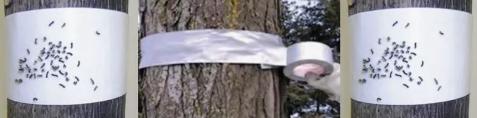 насекомые на дереве