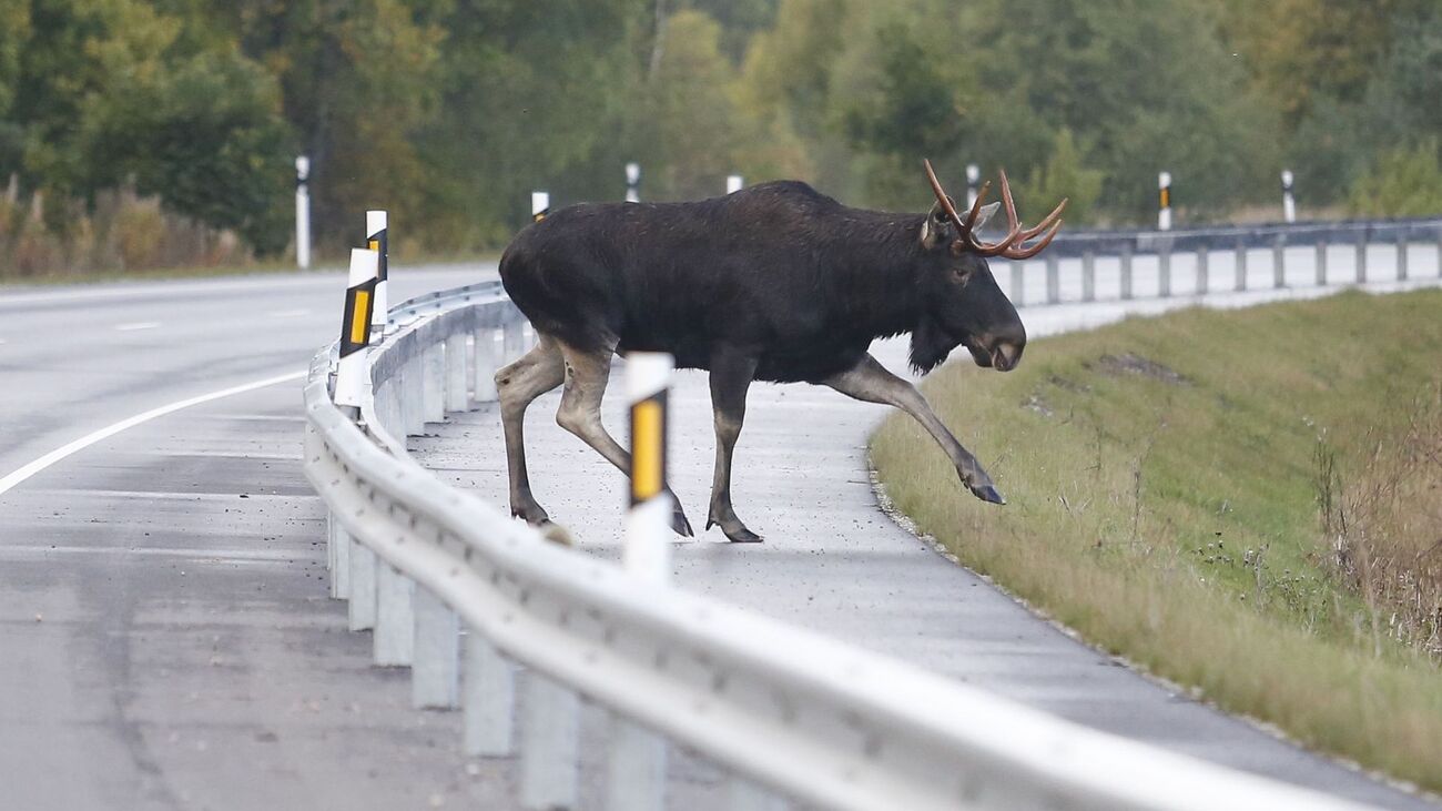 лось на дороге