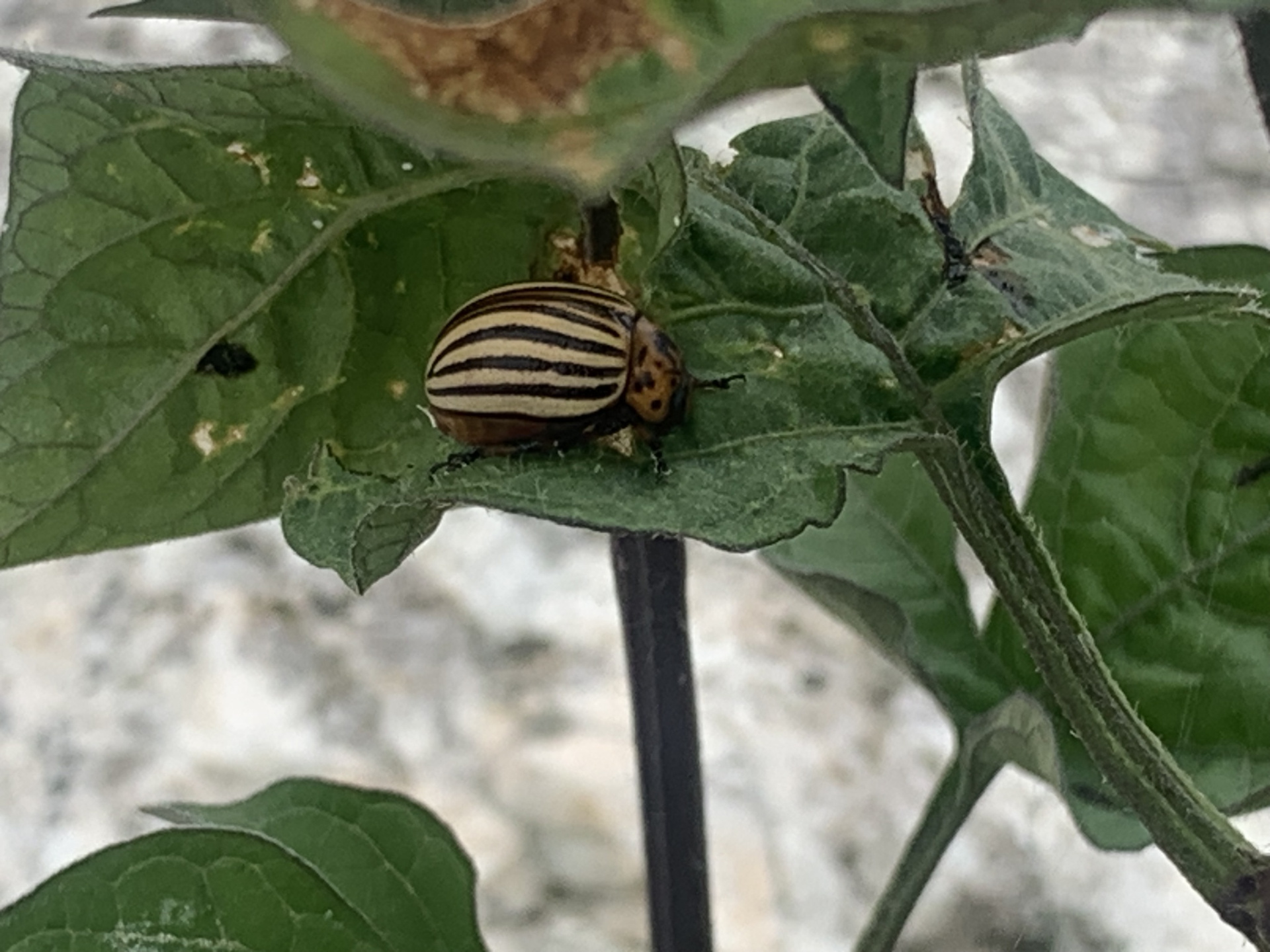 Колорадский жук 