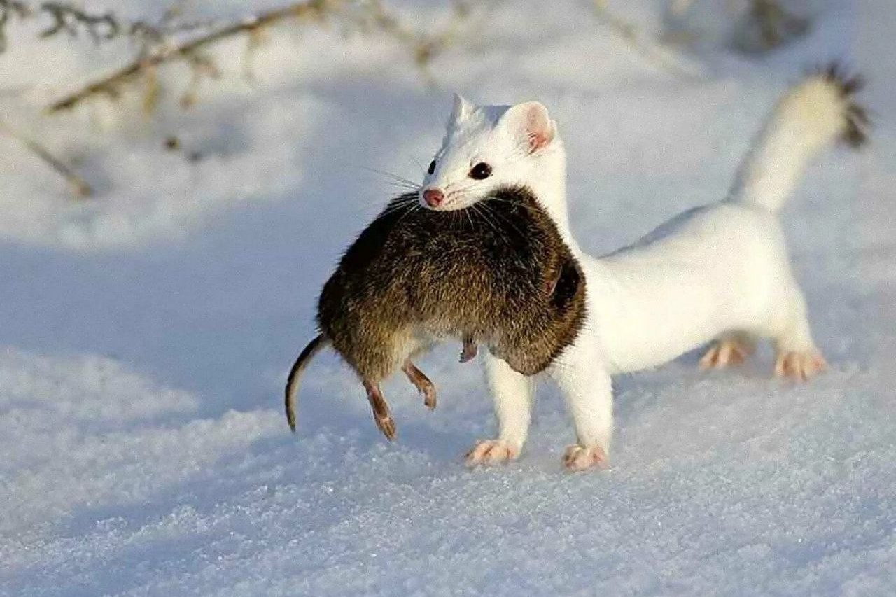 6-Горностай с добычей.jpg