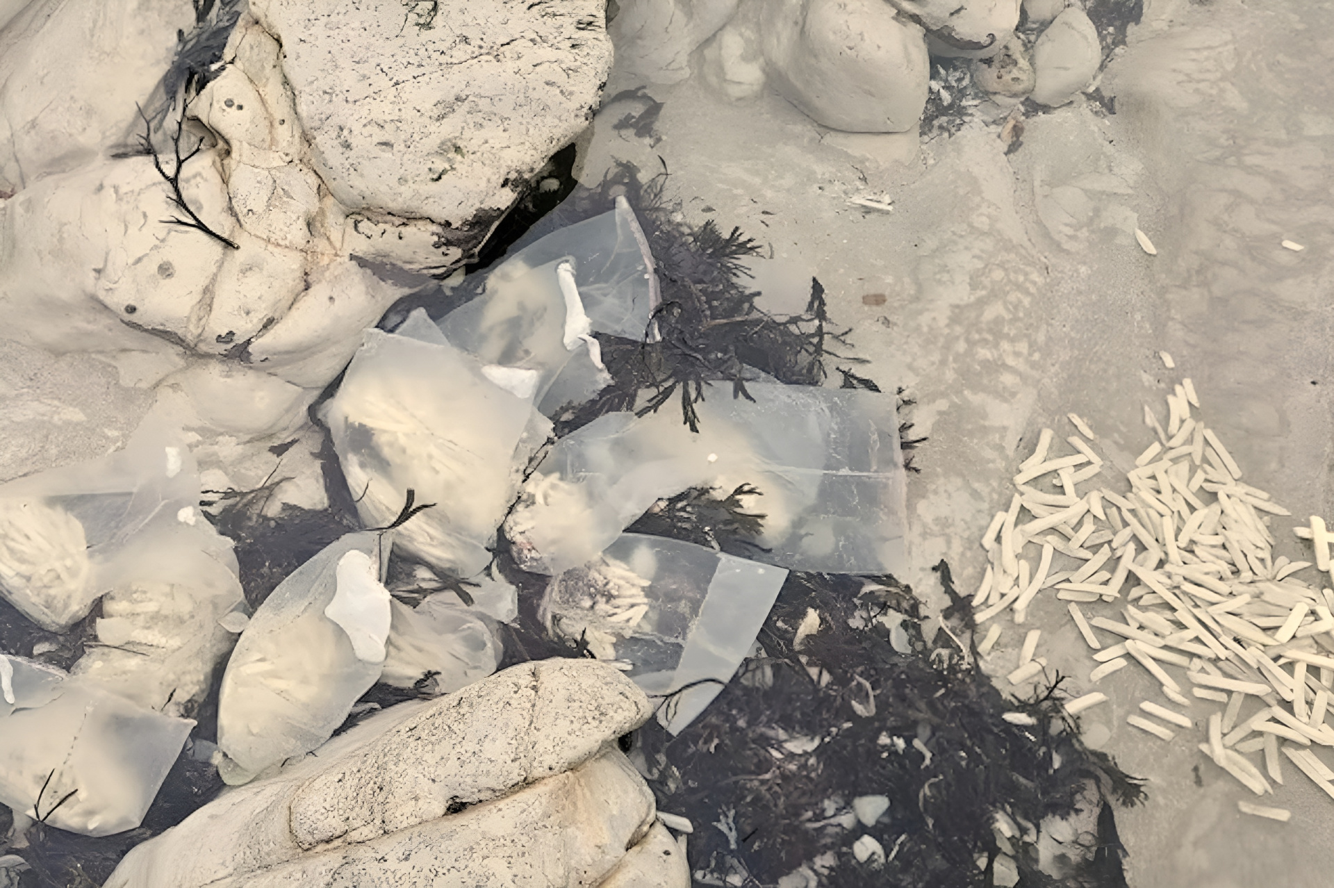 joel-bonnici-partner-trisha-hiki (2) (1).jpg