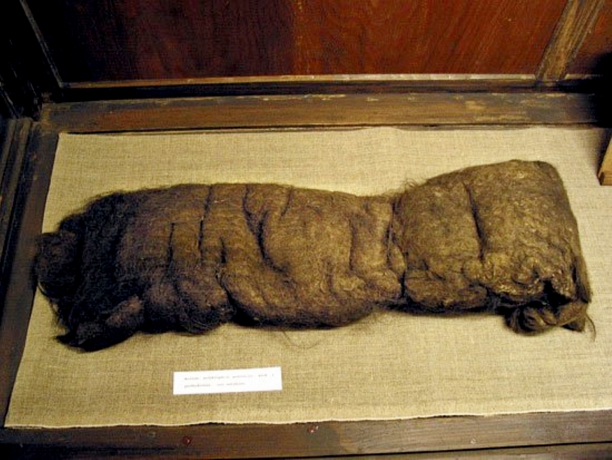 Самый длинный сохранившийся колтун длиной 15 м Музей медицинского факультета Ягеллонского университета.jpg