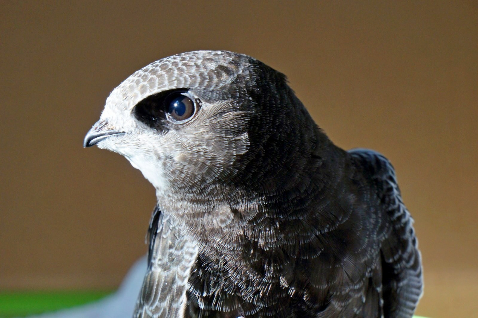 2-Молодой стриж.jpg