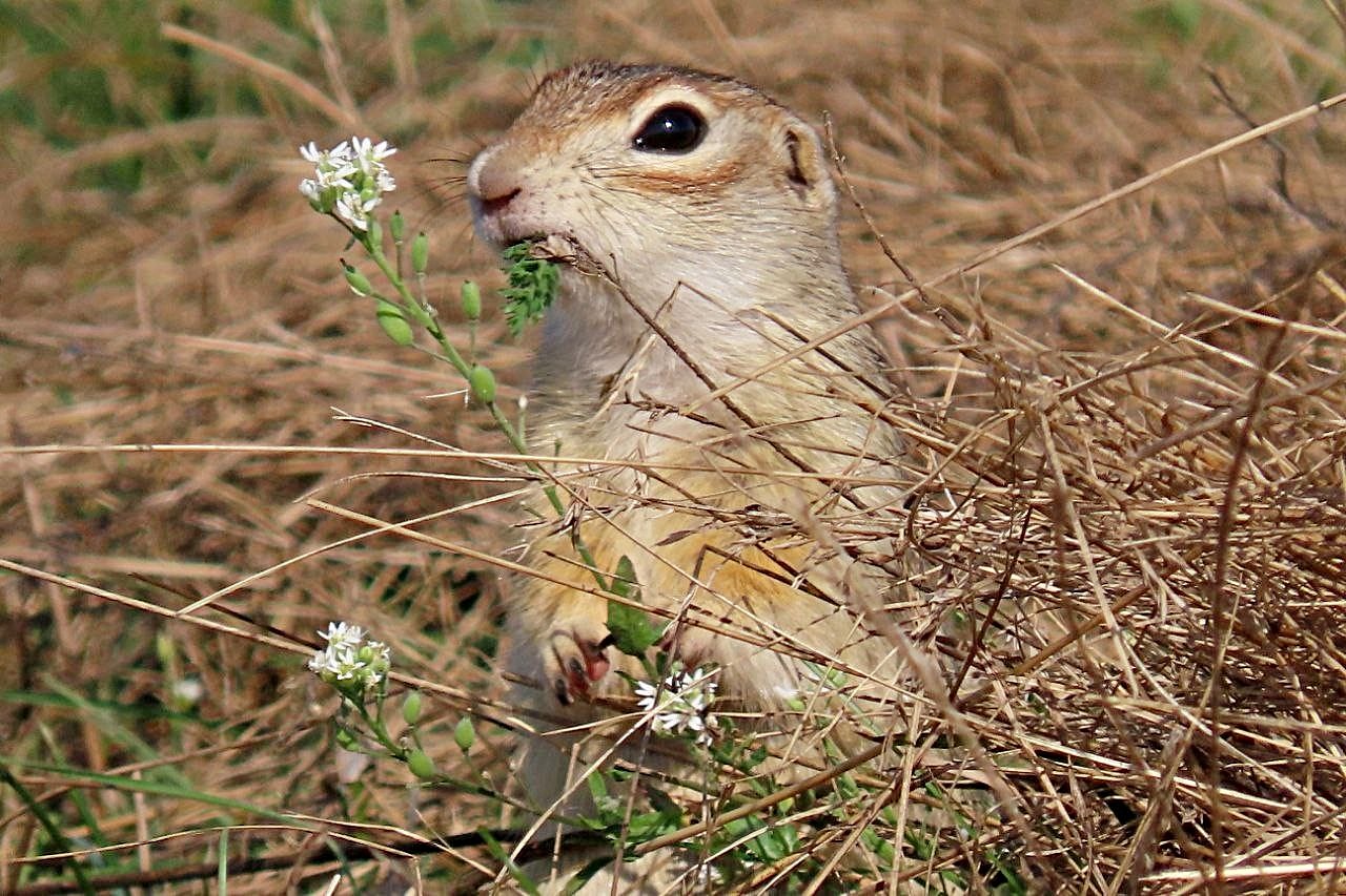 Крапчатый суслик 1.jpg