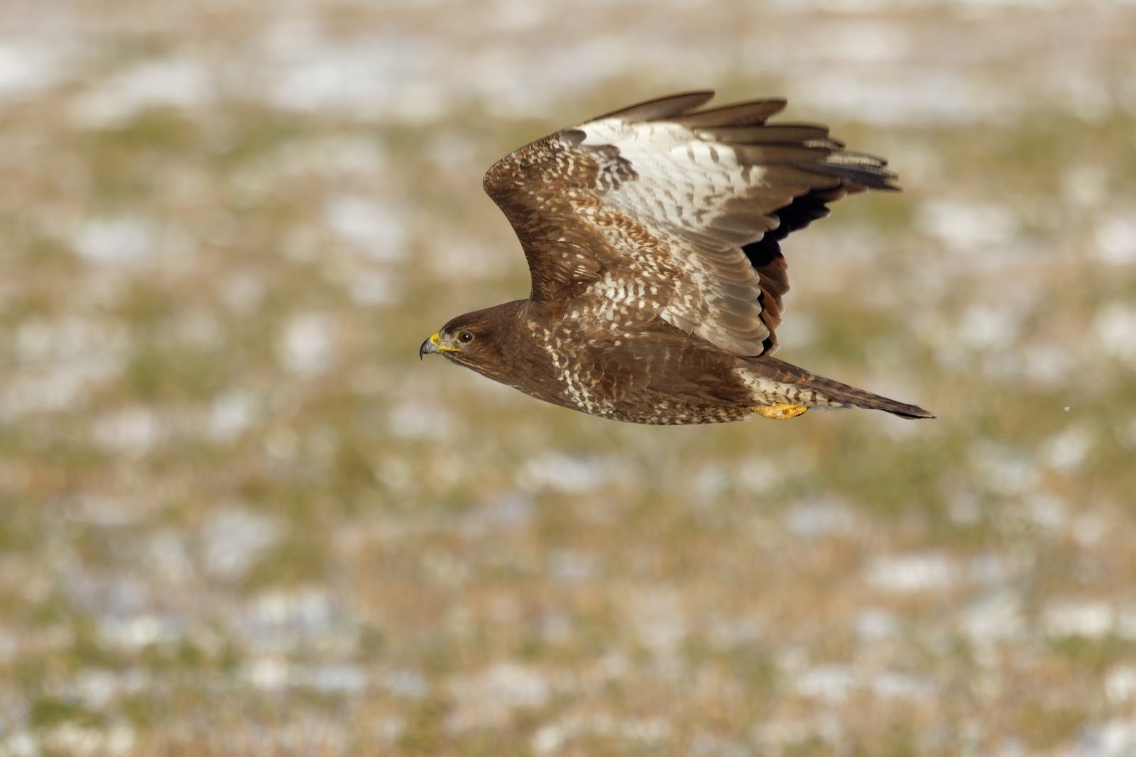 Возвращение птиц весной 9.jpg