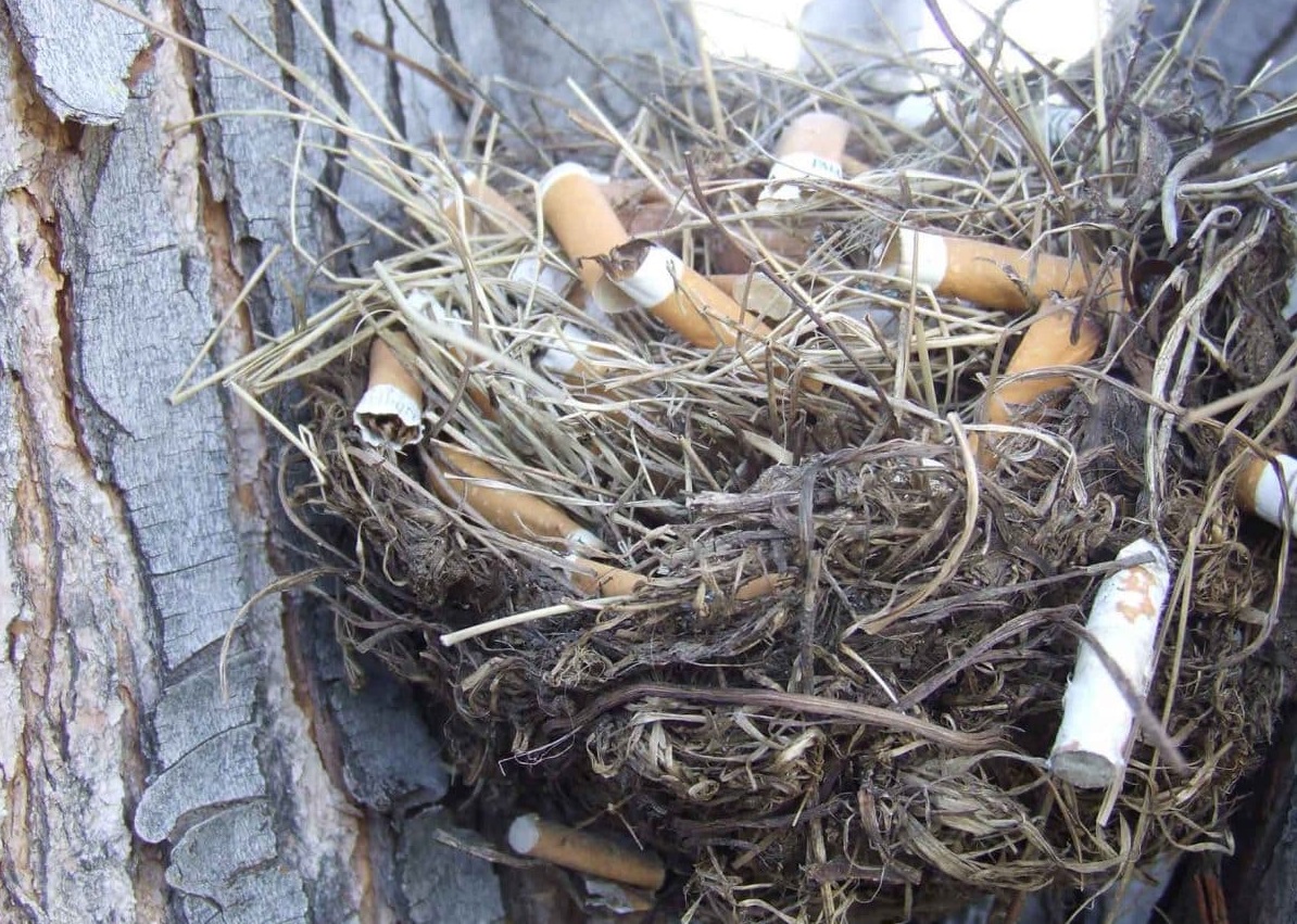 окурки в гнезде